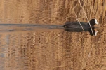 JCF 4043 v1