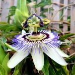 Fleur1
