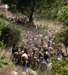 Chevres du Rove4