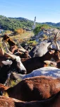 Chevres du Rove8