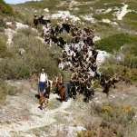 Chevres du Rove1