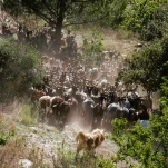 Chevres du Rove5