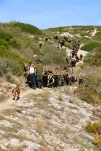 Chevres du Rove9