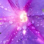 Fleur