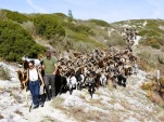 Chevres du Rove2