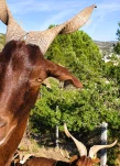 Chevres du Rove7