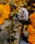 FS-petit plumeau sur fond lichens-DSCF2728-rec-sym