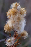 FS-groupe de capitules-Inula-DSCF2753-rec