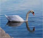 FS-Cygne reflet-DSCF2892-resize