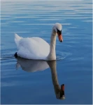 FS-Cygne reflet-DSCF2894