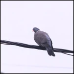FS-Palombe sur cables-DSCF2927