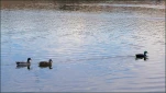 FS-Trois canards-DSCF2909rec