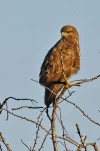 FJC 4378 DxO DxO-gigapixel-scale-4 00x