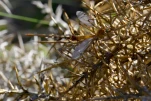 Tipule01 FJC6089