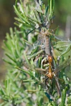 Tipule02 FJC6116
