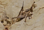 Pyrgomorphe a tete conique-01