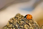 Harmonia axyridis 03