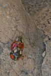 Harmonia axyridis 011