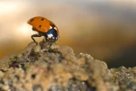 Harmonia axyridis 02