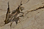 Pyrgomorphe a tete conique-02