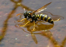 Insectes