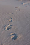 Pas en Camargue