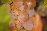 raisin du Luberon