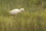 Le héron garde-bœufs ou encore pique-bœufs (Bubulcus ibis) en plumage nuptial