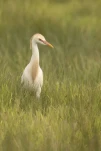 Le héron garde-bœufs ou encore pique-bœufs (Bubulcus ibis) en plumage nuptial