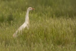 Le héron garde-bœufs ou encore pique-bœufs (Bubulcus ibis) en plumage nuptial