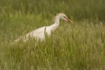 Le héron garde-bœufs ou encore pique-bœufs (Bubulcus ibis) en plumage nuptial