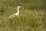 Le héron garde-bœufs ou encore pique-bœufs (Bubulcus ibis) en plumage nuptial