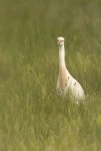 Le héron garde-bœufs ou encore pique-bœufs (Bubulcus ibis) en plumage nuptial