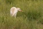 Le héron garde-bœufs ou encore pique-bœufs (Bubulcus ibis) en plumage nuptial