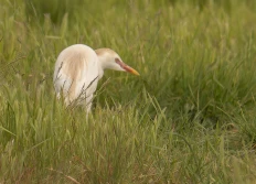 Camargue