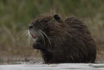 Le Ragondin  (Myocastor coypus)