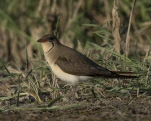 Glaréole à collier (Glareola pratincola)
