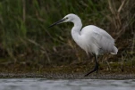 L'Aigrette garzette (Egretta garzetta)