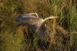 Héron cendré Ardea cinerea - Grey Heron