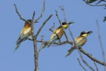 Guêpier d'Europe Merops apiaster - European Bee-eater