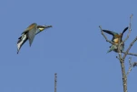 Guêpier d'Europe Merops apiaster - European Bee-eater