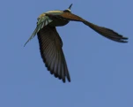 Guêpier d'Europe Merops apiaster - European Bee-eater