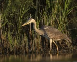 Héron cendré Ardea cinerea - Grey Heron