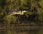 Héron cendré Ardea cinerea - Grey Heron