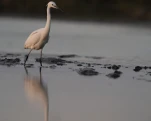 L'Aigrette garzette (Egretta garzetta)