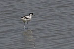 Avocette élégante Recurvirostra avosetta - Pied Avocet