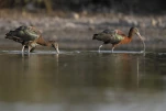 Ibis falcinelle Plegadis falcinellus - Glossy Ibis