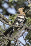 Huppe fasciée Upupa epops - Eurasian Hoopoe