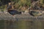 Ibis falcinelle Plegadis falcinellus - Glossy Ibis