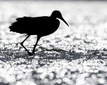 L'Aigrette garzette (Egretta garzetta)
